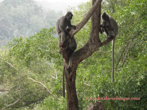 Long-Tailed Macaques at Bukitc Melawati, Kuala Selangor. Image