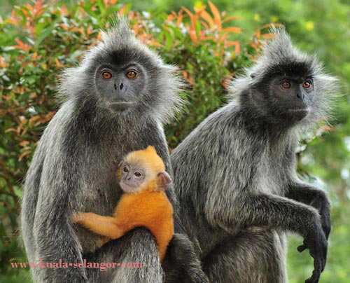 Silver-Leafed Monkeys in Bukit Melawati. Silver-Leafed Monkeys in Bukit Melawati.